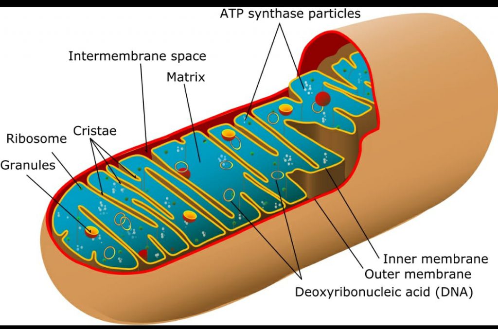 מיטוכונדריה-נושמון by noam grossman - Ourboox.com