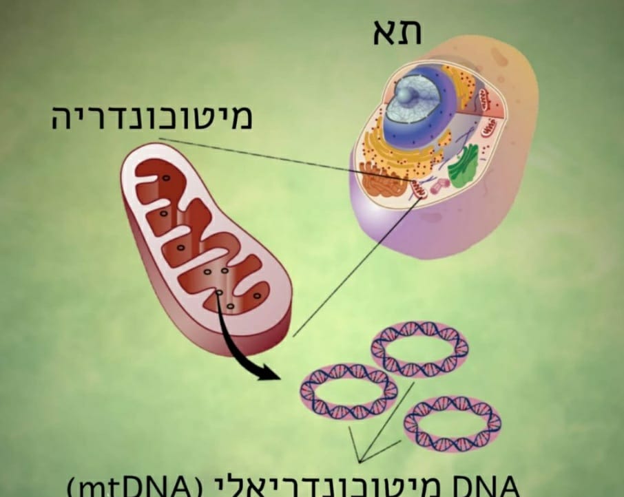 מיטוכונדריה-נושמון by noam grossman - Ourboox.com