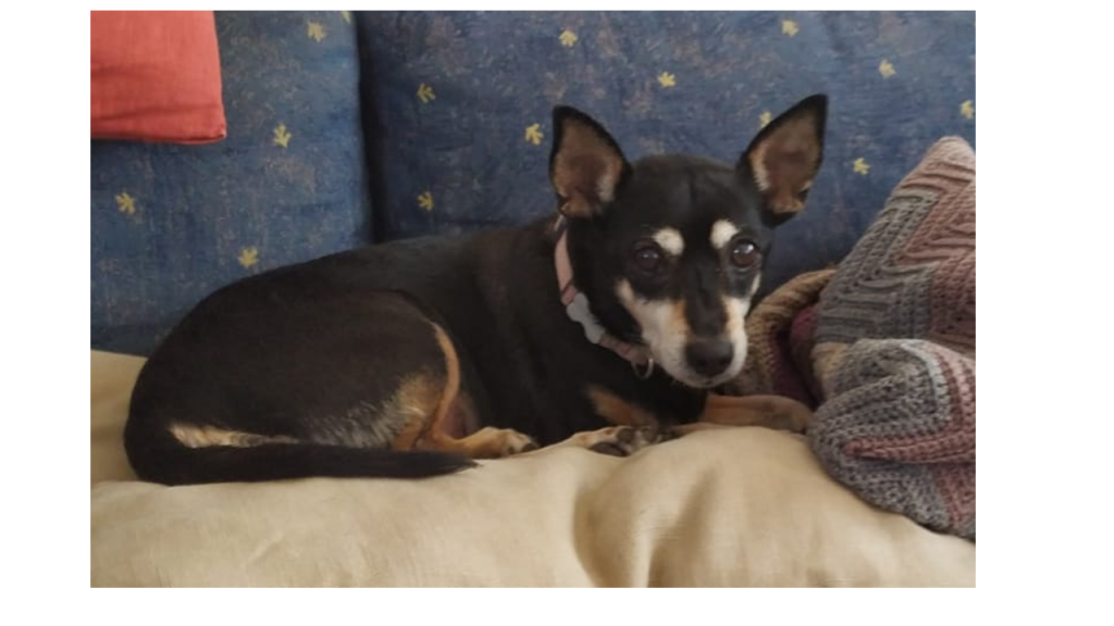 עבודת שורשים אייל מנזל by Eyal menzel - Ourboox.com