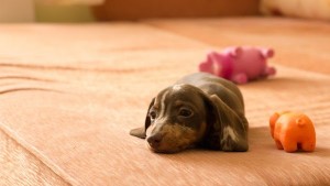 Little Billy can’t fall asleep by liron shem tov - Ourboox.com