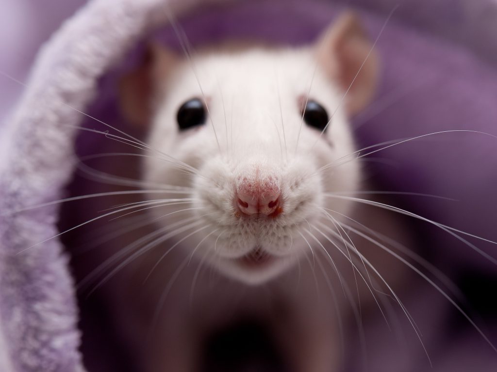 Little Billy can’t fall asleep by liron shem tov - Ourboox.com