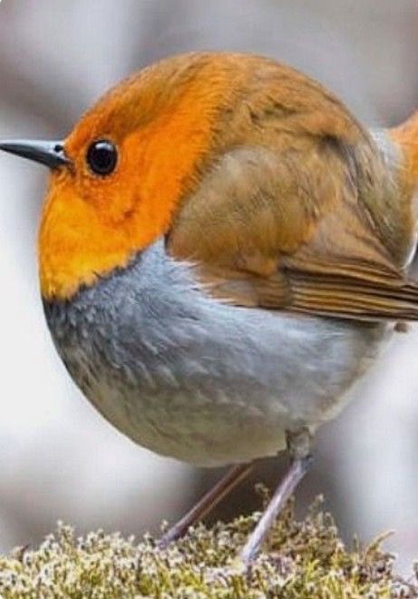 Little Billy can’t fall asleep by liron shem tov - Ourboox.com