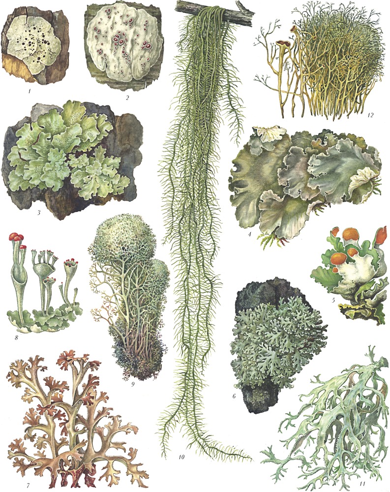 Лишайники by Hlushko Olha - Ourboox.com