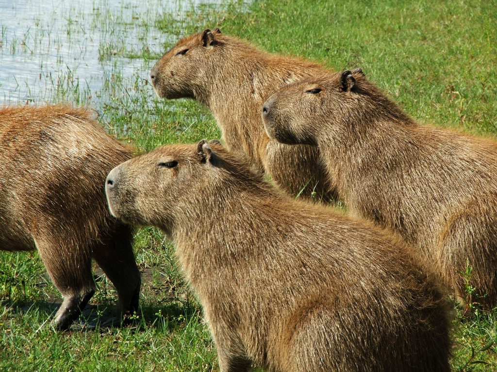 Blog from Amazon Rainforest by Arseniy Firsov - Ourboox.com