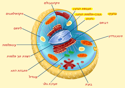 ציטופלסמה – אוריאן איתן by Orian Eytan - Ourboox.com