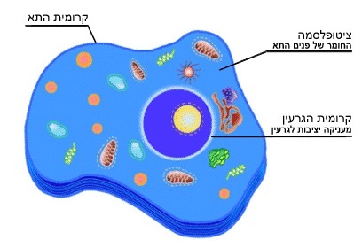 ציטופלסמה – אוריאן איתן by Orian Eytan - Ourboox.com