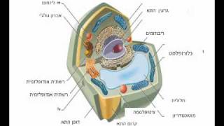 ציטופלסמה – אוריאן איתן by Orian Eytan - Ourboox.com