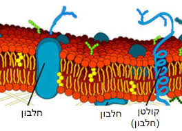 קרום התא by noya karol - Ourboox.com