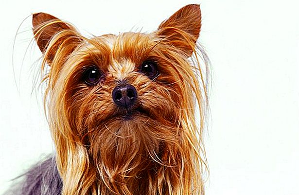 الكلابthe dogs by mirna machool - Ourboox.com