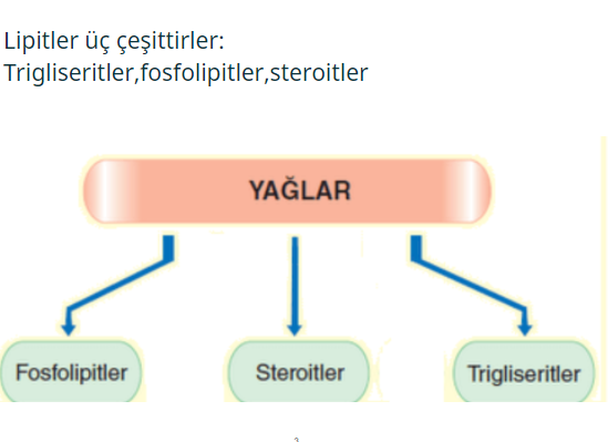 Biyoloji Projesi by haktan öncel - Illustrated by 9/A 226 Haktan Öncel - Ourboox.com