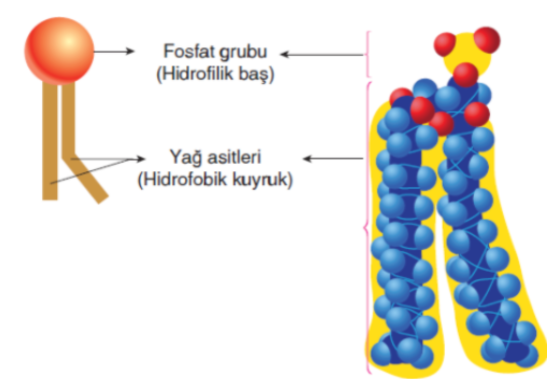 Biyoloji Projesi by haktan öncel - Illustrated by 9/A 226 Haktan Öncel - Ourboox.com