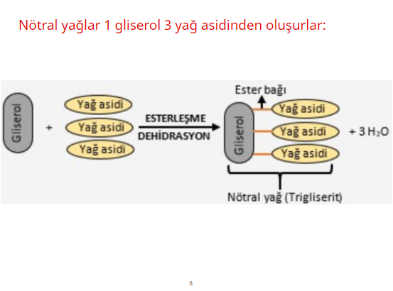 Biyoloji Projesi by haktan öncel - Illustrated by 9/A 226 Haktan Öncel - Ourboox.com