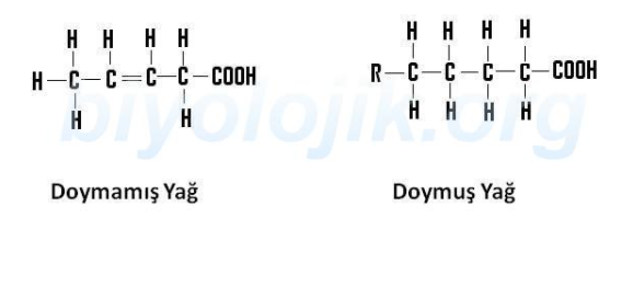 Biyoloji Projesi by haktan öncel - Illustrated by 9/A 226 Haktan Öncel - Ourboox.com