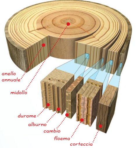 Il legno e le sue caratteristiche by MICHELE PERRELLA - Ourboox.com