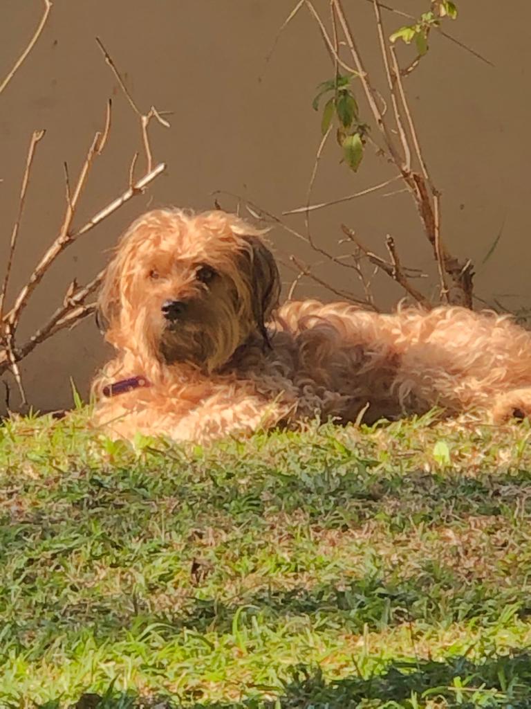 עבודת שורשים by Liad - Ourboox.com