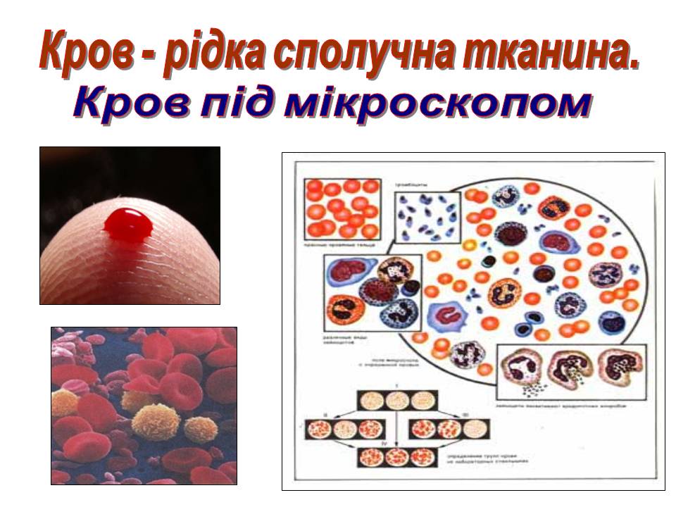 Транспорт речовин 8кл by Pidgorodetska Olena - Ourboox.com