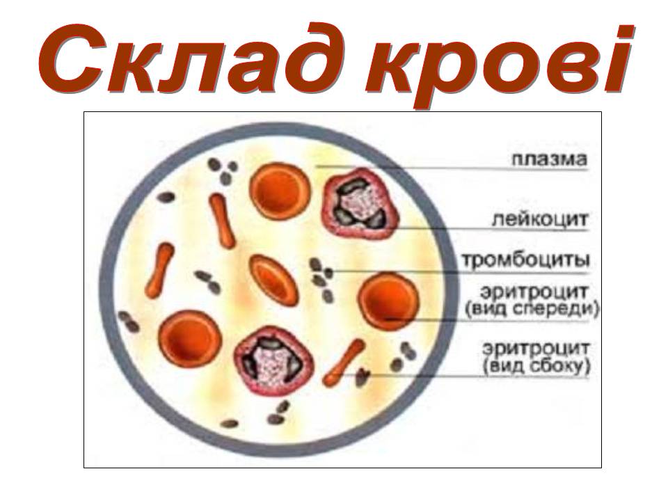 Транспорт речовин 8кл by Pidgorodetska Olena - Ourboox.com