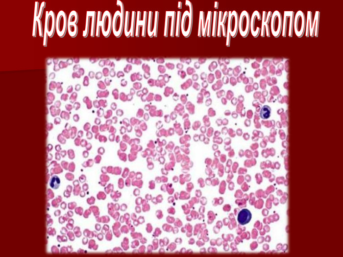 Транспорт речовин 8кл by Pidgorodetska Olena - Ourboox.com