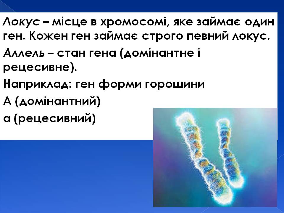 Генотип та фенотип. Методи 9кл. by Pidgorodetska Olena - Ourboox.com