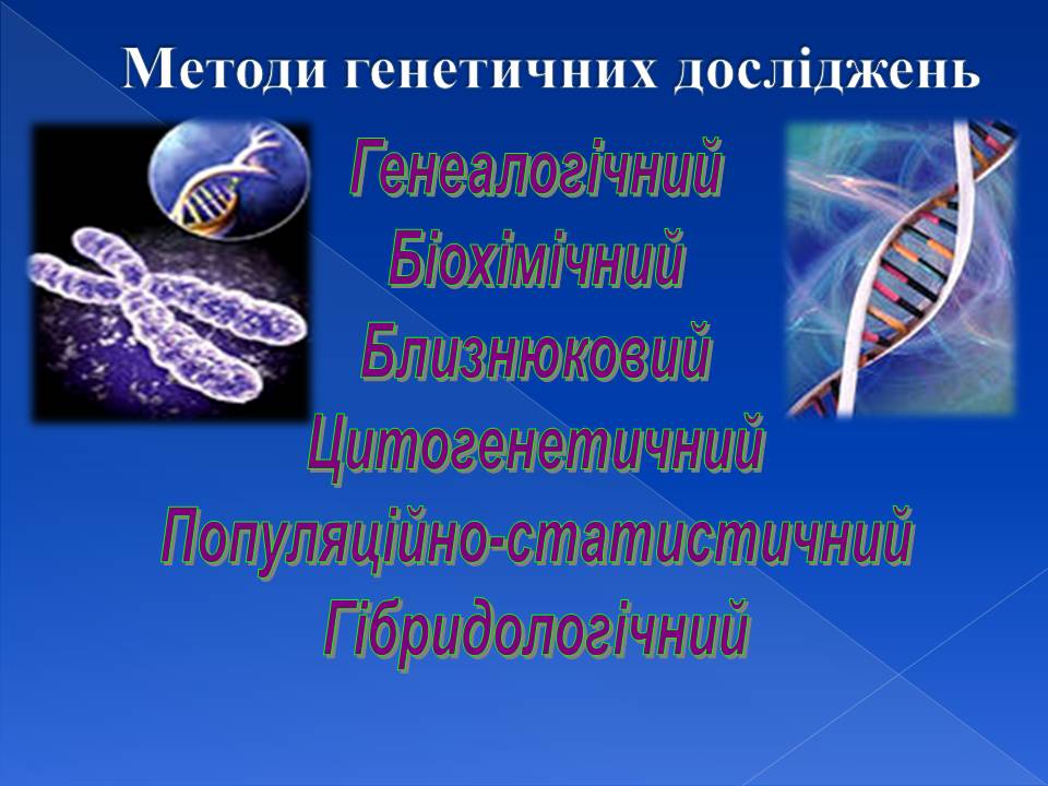 Генотип та фенотип. Методи 9кл. by Pidgorodetska Olena - Ourboox.com