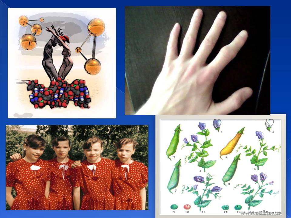 Генотип та фенотип. Методи 9кл. by Pidgorodetska Olena - Ourboox.com