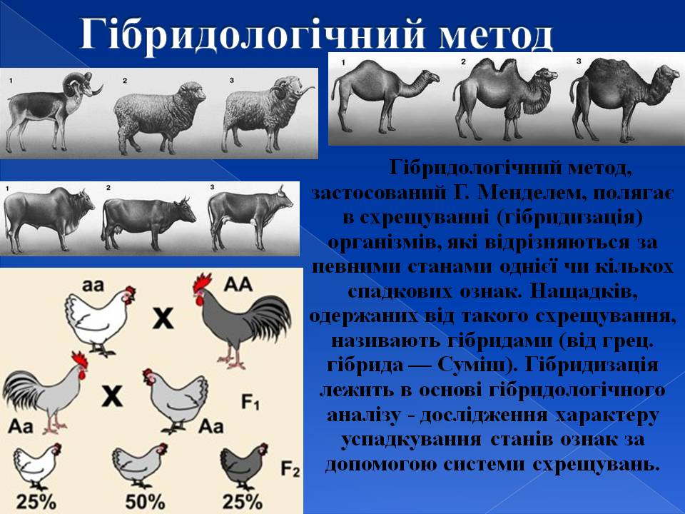 Генотип та фенотип. Методи 9кл. by Pidgorodetska Olena - Ourboox.com