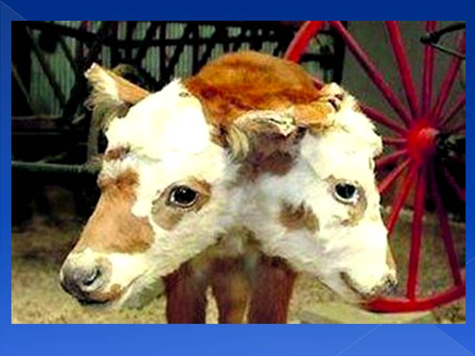 Генотип та фенотип. Методи 9кл. by Pidgorodetska Olena - Ourboox.com