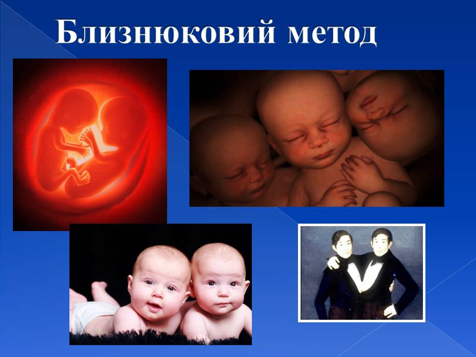 Генотип та фенотип. Методи 9кл. by Pidgorodetska Olena - Ourboox.com