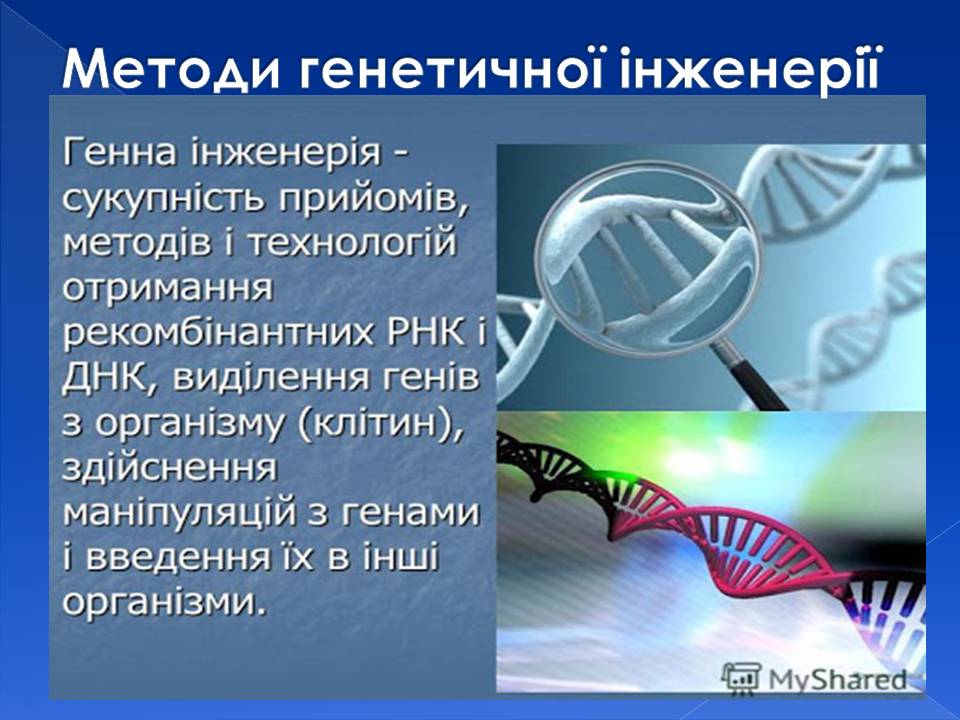 Генотип та фенотип. Методи 9кл. by Pidgorodetska Olena - Ourboox.com