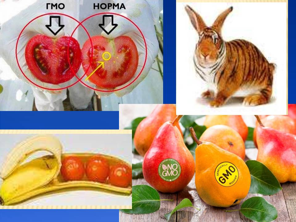 Генотип та фенотип. Методи 9кл. by Pidgorodetska Olena - Ourboox.com