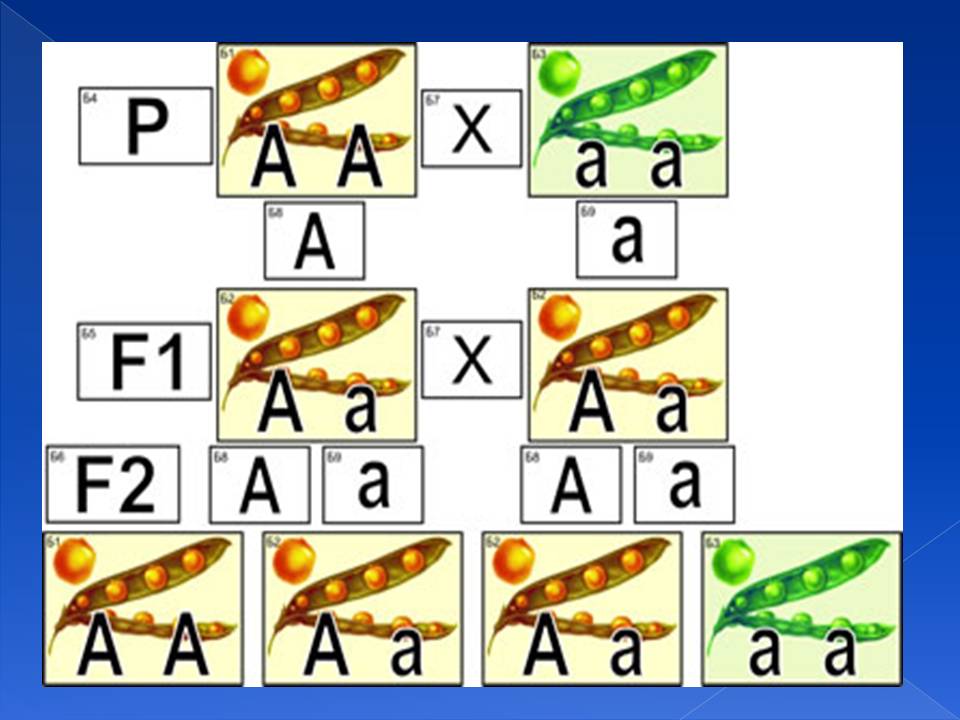 Генотип та фенотип. Методи 9кл. by Pidgorodetska Olena - Ourboox.com