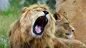 עבודת חקר על האריה by נאוה שעיה - Illustrated by כיתה ד1 - Ourboox.com