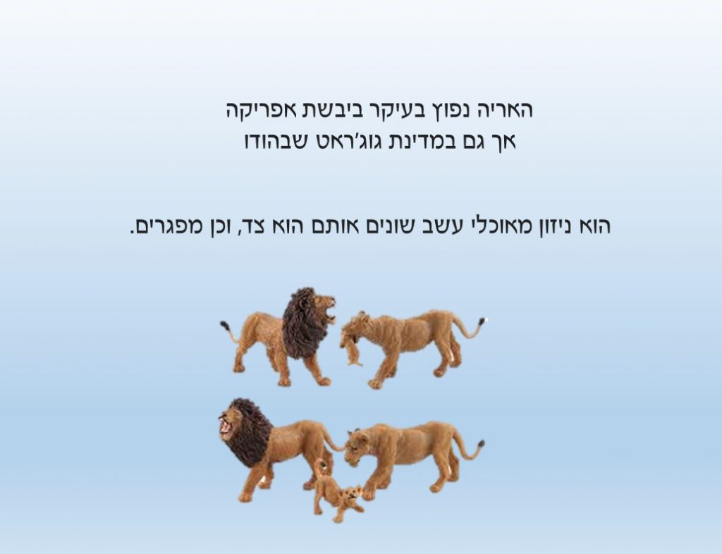 עבודת חקר על האריה by נאוה שעיה - Illustrated by כיתה ד1 - Ourboox.com