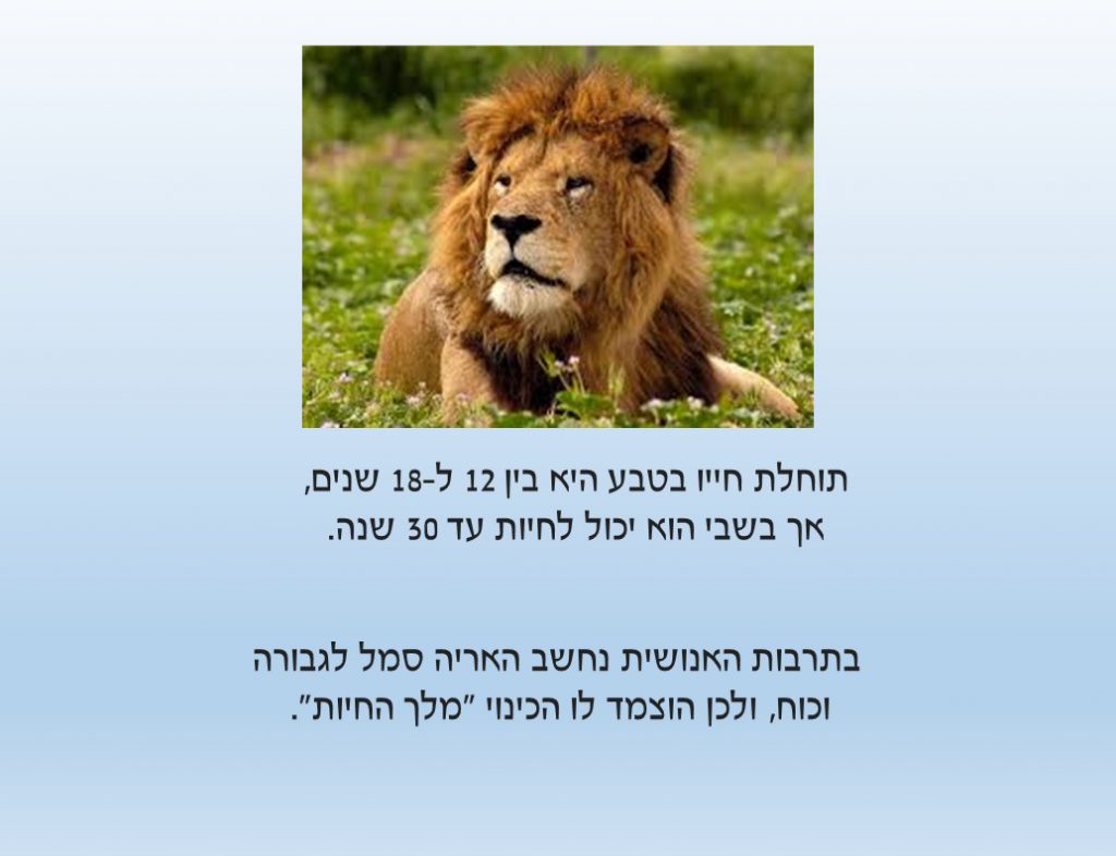 עבודת חקר על האריה by נאוה שעיה - Illustrated by כיתה ד1 - Ourboox.com