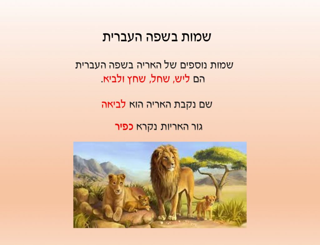 עבודת חקר על האריה by נאוה שעיה - Illustrated by כיתה ד1 - Ourboox.com