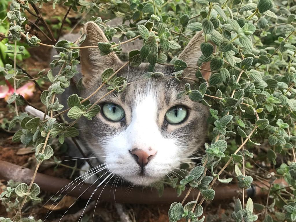 עבודת שורשים by galkrom - Ourboox.com