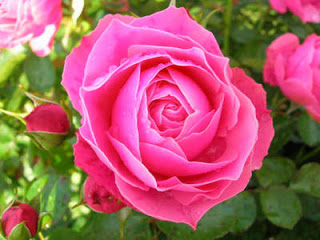 فصول السنة by alaa joron - Illustrated by Alaa joron & Tamer kabha - Ourboox.com