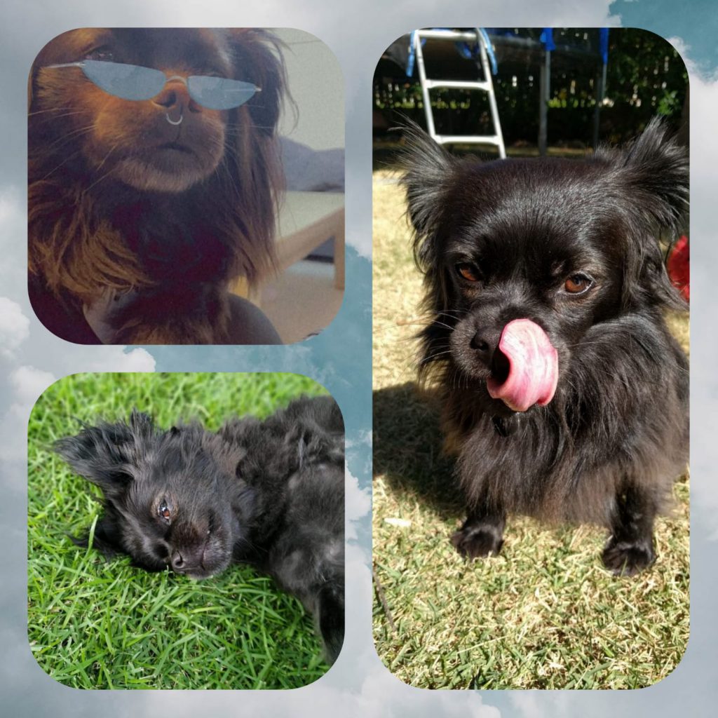 עבודת שורשים ורד by vered - Ourboox.com