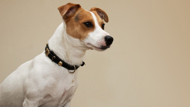 Animals by sondos adel - Ourboox.com