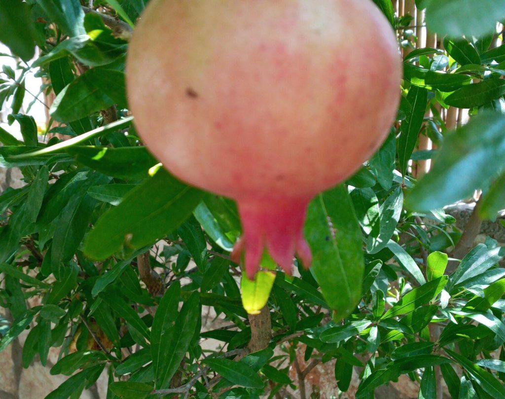 עבודות אומנות מחצית א’ – שקד בן דוד by shaked ben david - Illustrated by שקד בן דוד - Ourboox.com