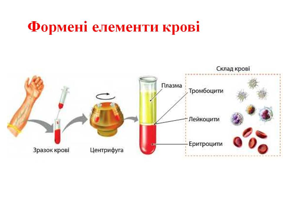 Еритроцити. Групи крові 8кл. by Pidgorodetska Olena - Ourboox.com
