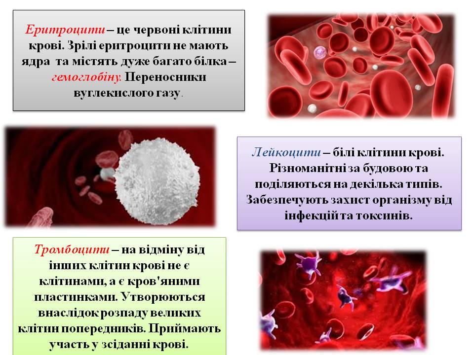 Еритроцити. Групи крові 8кл. by Pidgorodetska Olena - Ourboox.com