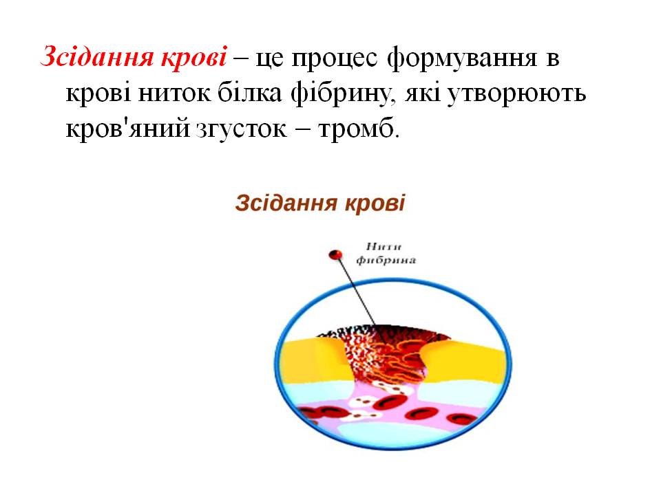 Еритроцити. Групи крові 8кл. by Pidgorodetska Olena - Ourboox.com