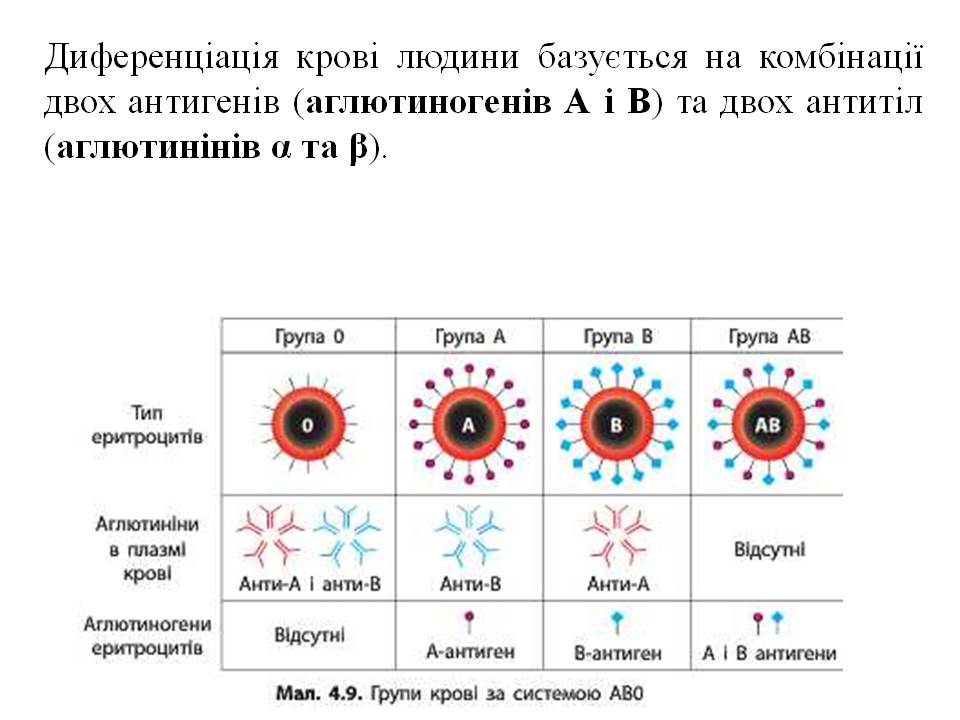 Еритроцити. Групи крові 8кл. by Pidgorodetska Olena - Ourboox.com