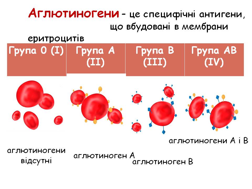 Еритроцити. Групи крові 8кл. by Pidgorodetska Olena - Ourboox.com