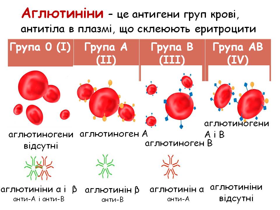 Еритроцити. Групи крові 8кл. by Pidgorodetska Olena - Ourboox.com