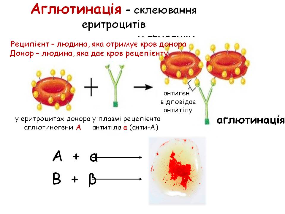 Еритроцити. Групи крові 8кл. by Pidgorodetska Olena - Ourboox.com