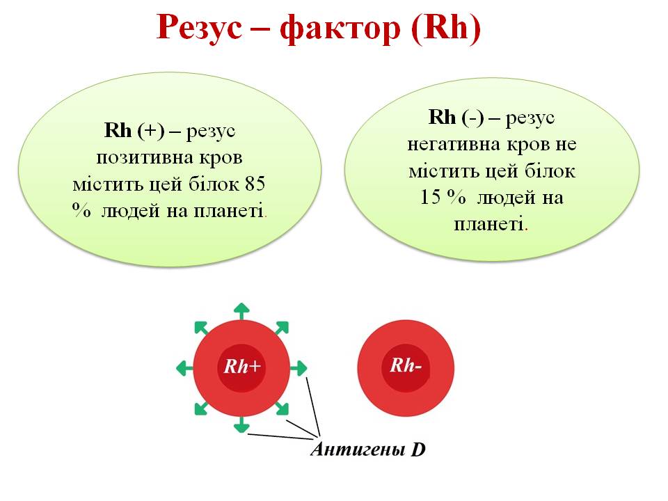 Еритроцити. Групи крові 8кл. by Pidgorodetska Olena - Ourboox.com
