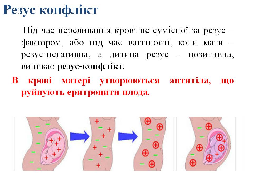 Еритроцити. Групи крові 8кл. by Pidgorodetska Olena - Ourboox.com
