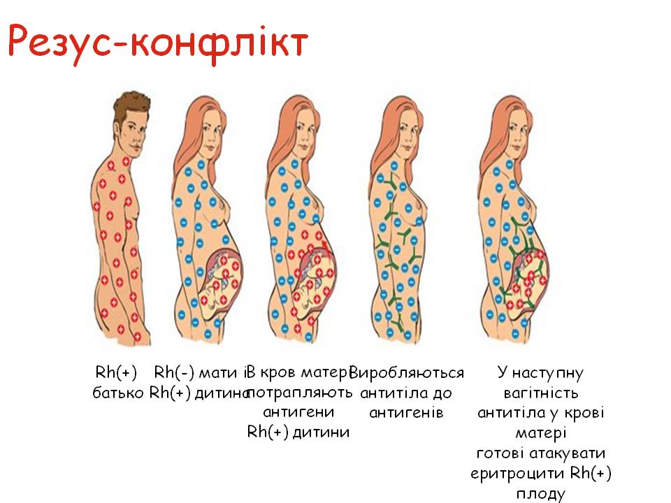 Еритроцити. Групи крові 8кл. by Pidgorodetska Olena - Ourboox.com